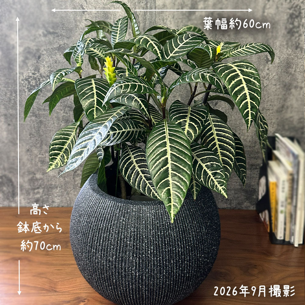 【現品】 観葉植物 アフェランドラ スクアロサ ダニア  5号 丸型プランター 送料無料