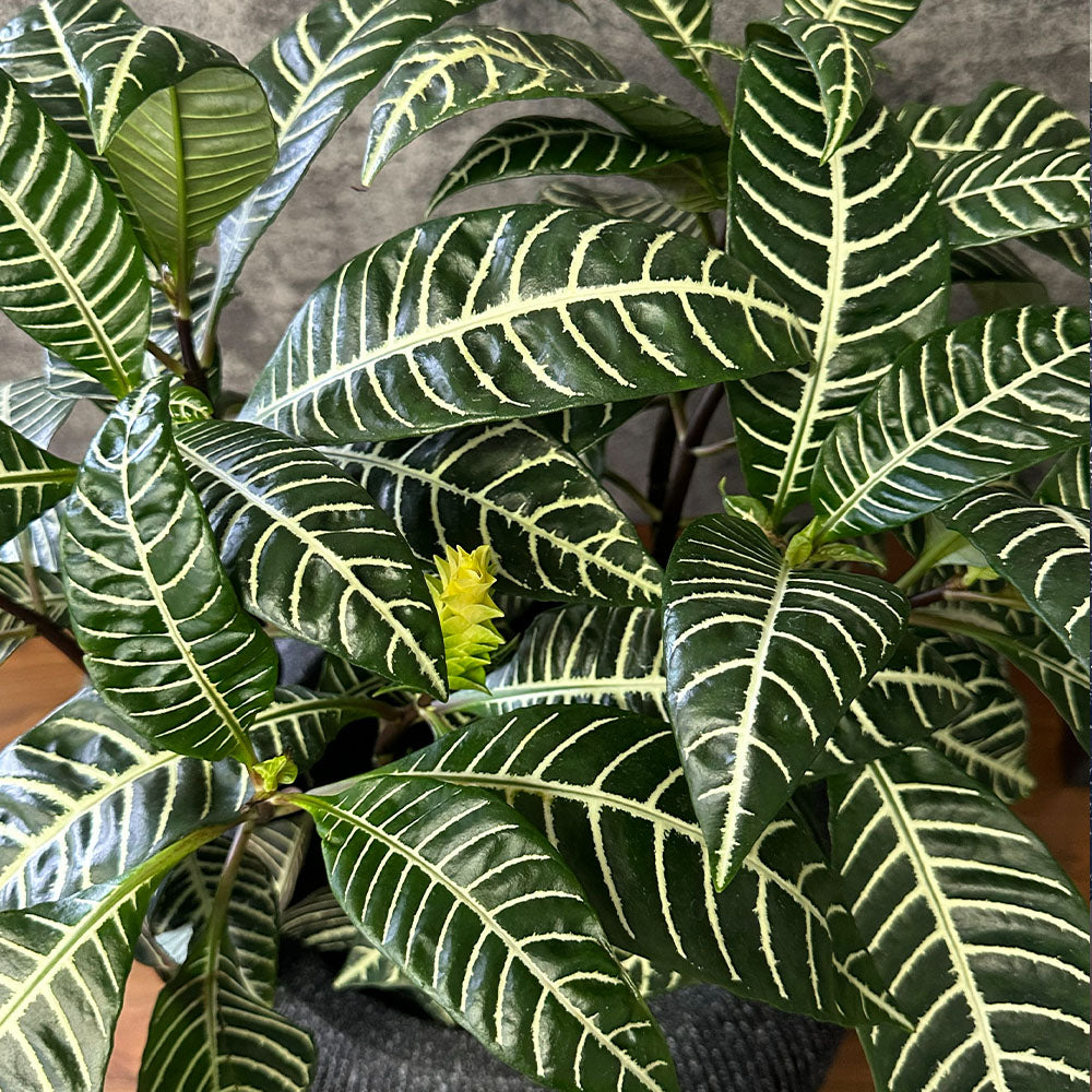 【現品】 観葉植物 アフェランドラ スクアロサ ダニア  5号 丸型プランター 送料無料