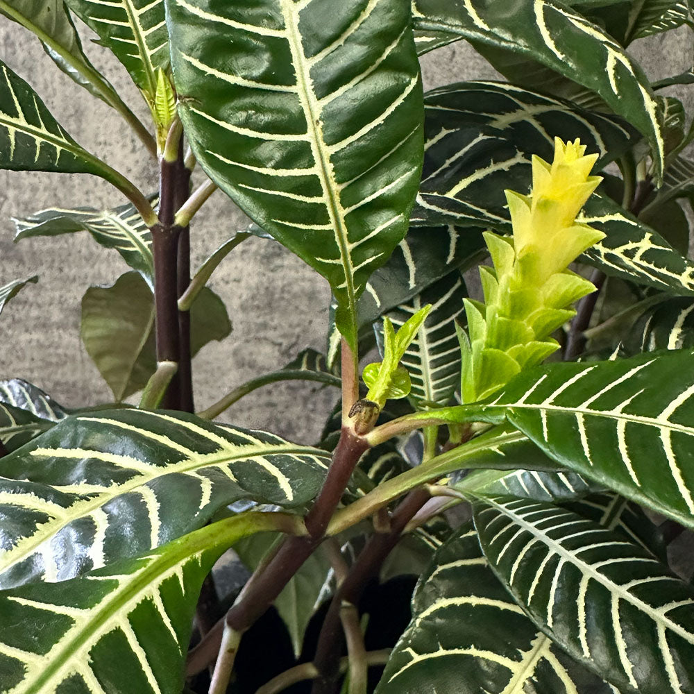 【現品】 観葉植物 アフェランドラ スクアロサ ダニア  5号 丸型プランター 送料無料