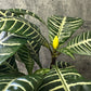【現品】 観葉植物 アフェランドラ スクアロサ ダニア  5号 丸型プランター 送料無料