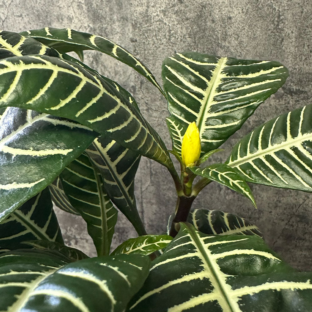 【現品】 観葉植物 アフェランドラ スクアロサ ダニア  5号 丸型プランター 送料無料