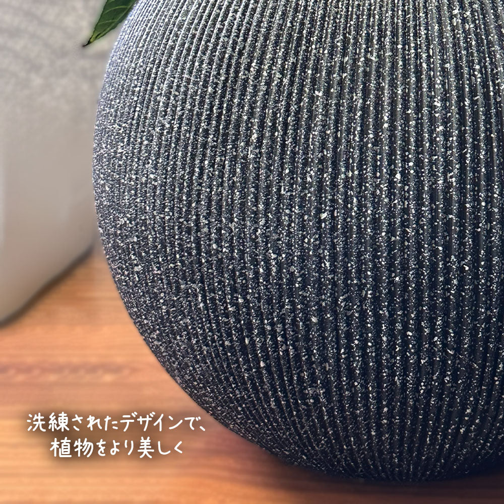 【現品】 観葉植物 アフェランドラ スクアロサ ダニア  5号 丸型プランター 送料無料