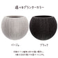 【現品】 観葉植物 アフェランドラ スクアロサ ダニア  5号 丸型プランター 送料無料