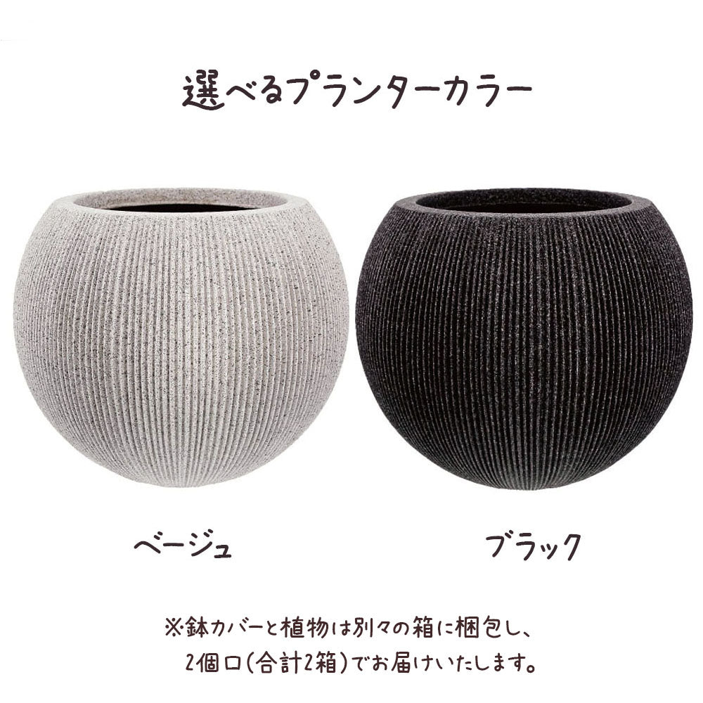 【現品】 観葉植物 アフェランドラ スクアロサ ダニア  5号 丸型プランター 送料無料