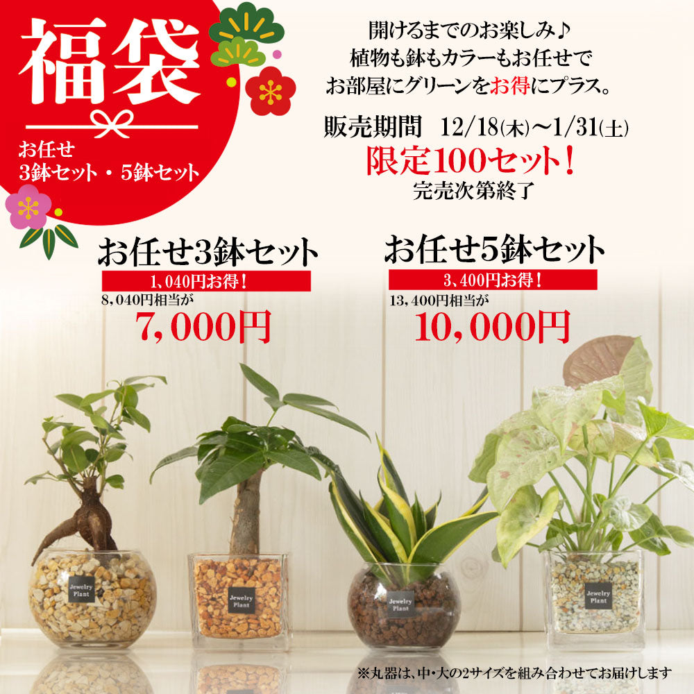 ハイドロカルチャー ゼオライト 選べる種類 ガジュマル サンスベリア パキラ テーブルヤシ シンゴニウム