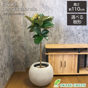 宝石のような観葉植物のお店 【Jewelry Plant】 インドゴム ゴム