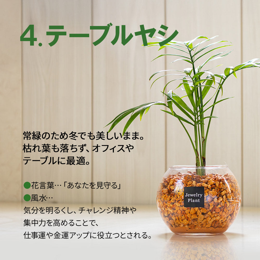 ハイドロカルチャー ゼオライト 選べる種類 ガジュマル サンスベリア パキラ テーブルヤシ シンゴニウム ペペロミア ポリシャス シェフレラ ドラセナ