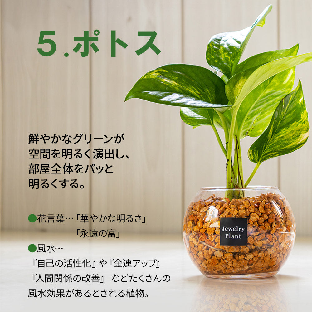 宝石のような観葉植物のお店 【Jewelry Plant】 お任せ2鉢セット