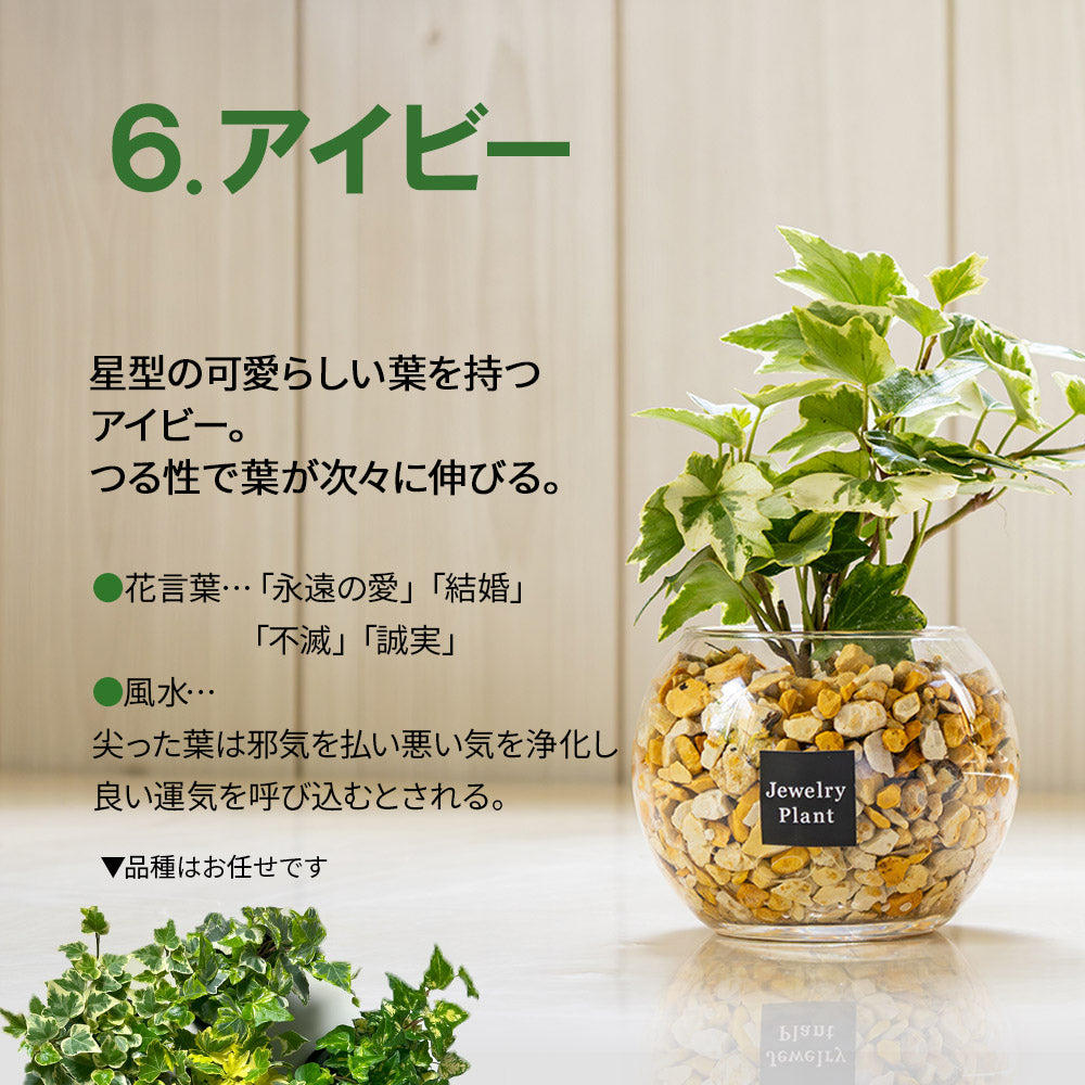 ハイドロカルチャー ゼオライト 選べる種類 ガジュマル サンスベリア パキラ テーブルヤシ シンゴニウム ペペロミア ポリシャス シェフレラ ドラセナ