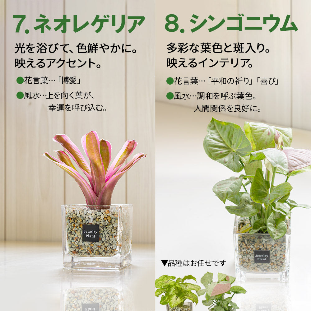 宝石のような観葉植物のお店 【Jewelry Plant】 お任せ2鉢セット