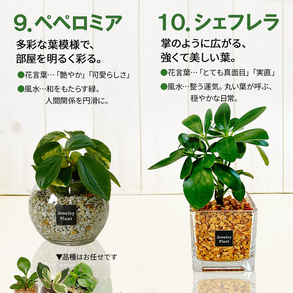 宝石のような観葉植物のお店 【Jewelry Plant】 お任せ2鉢セット