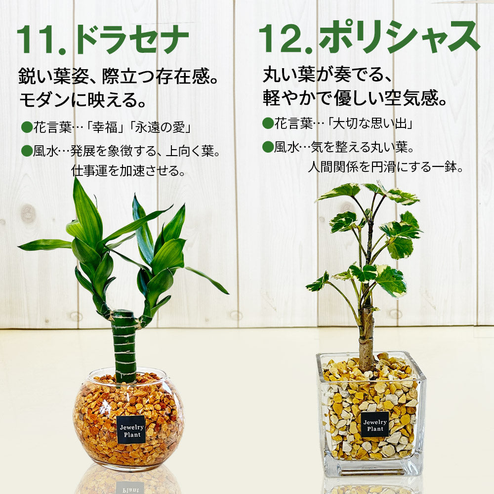 宝石のような観葉植物のお店 【Jewelry Plant】 お任せ2鉢セット