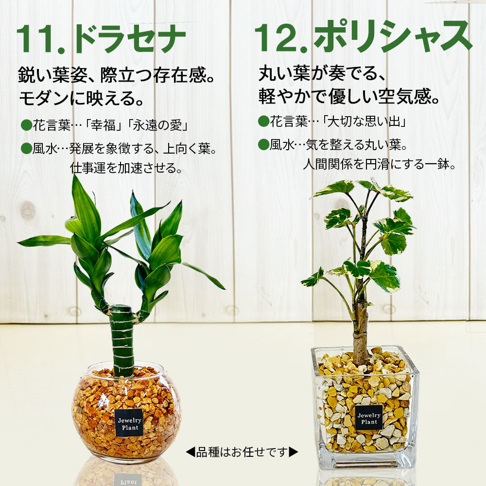 ハイドロカルチャー ゼオライト 選べる種類 ガジュマル サンスベリア パキラ テーブルヤシ シンゴニウム ペペロミア ポリシャス シェフレラ ドラセナ