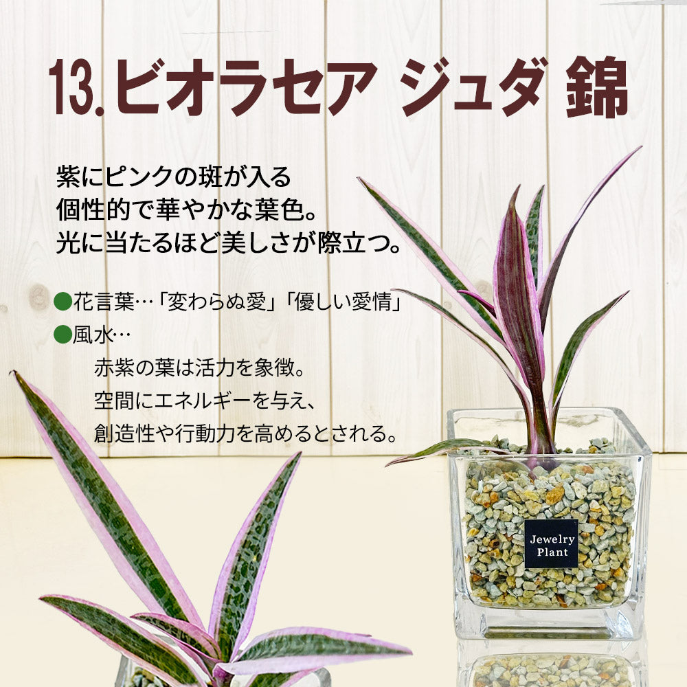 ハイドロカルチャー ゼオライト 選べる種類 ガジュマル サンスベリア パキラ テーブルヤシ シンゴニウム ペペロミア ポリシャス シェフレラ ドラセナ