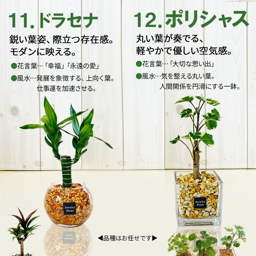 ハイドロカルチャー ゼオライト 選べる種類 ガジュマル サンスベリア パキラ テーブルヤシ シンゴニウム ペペロミア ポリシャス シェフレラ ドラセナ