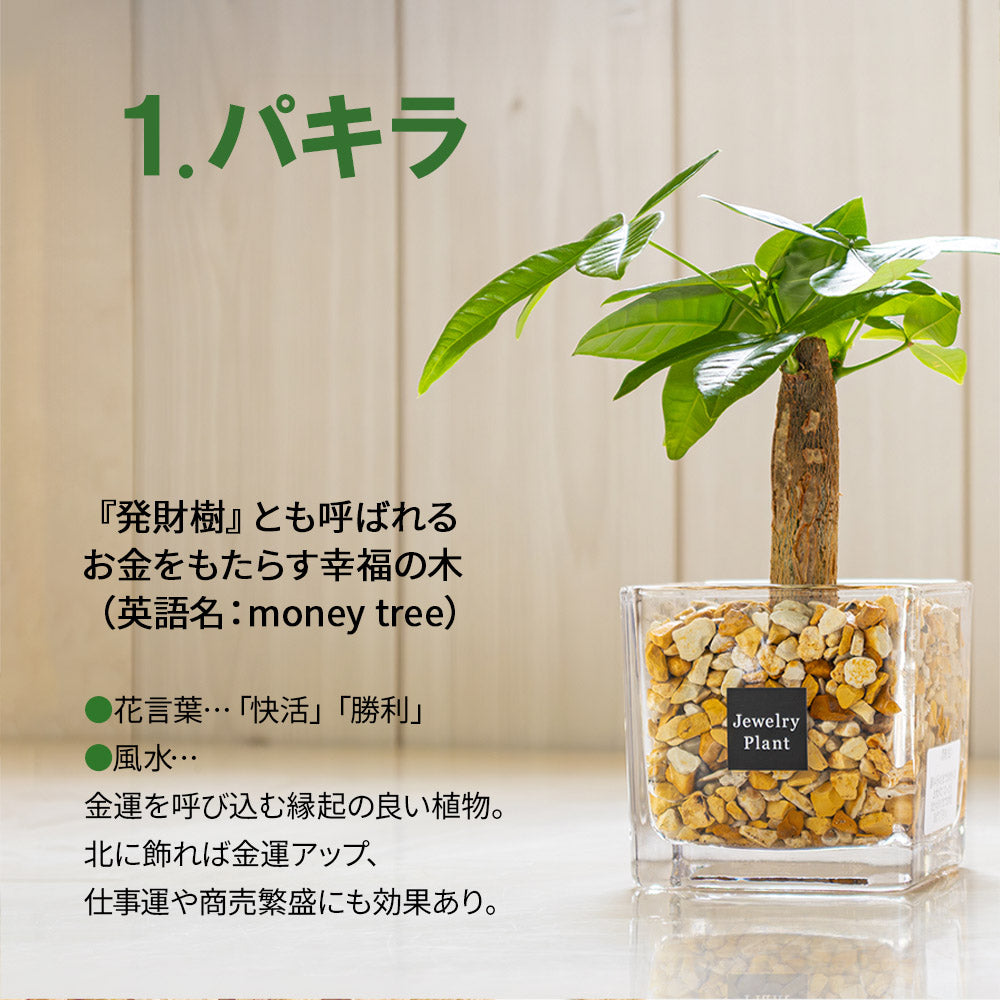 ハイドロカルチャー ゼオライト 選べる種類 ガジュマル サンスベリア パキラ テーブルヤシ シンゴニウム ペペロミア ポリシャス シェフレラ ドラセナ