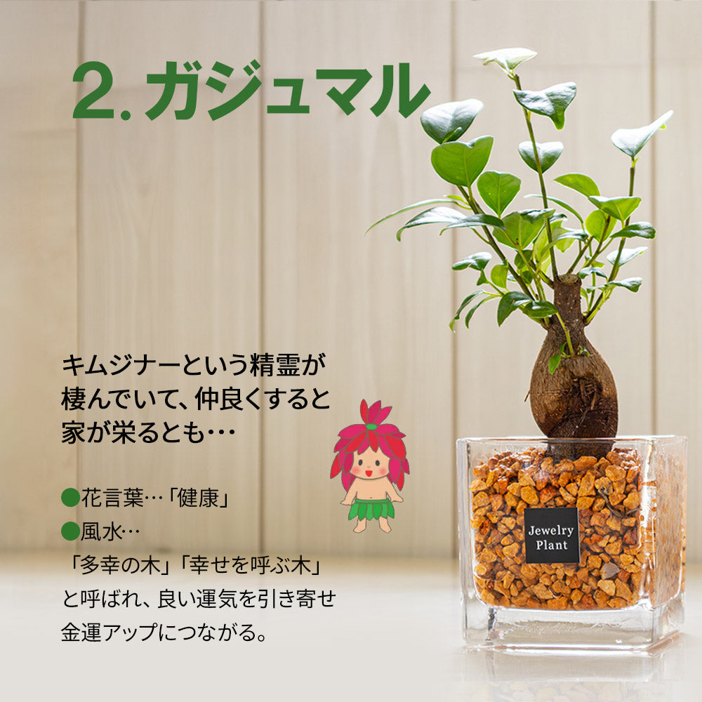 宝石のような観葉植物のお店 【Jewelry Plant】 お任せ2鉢セット