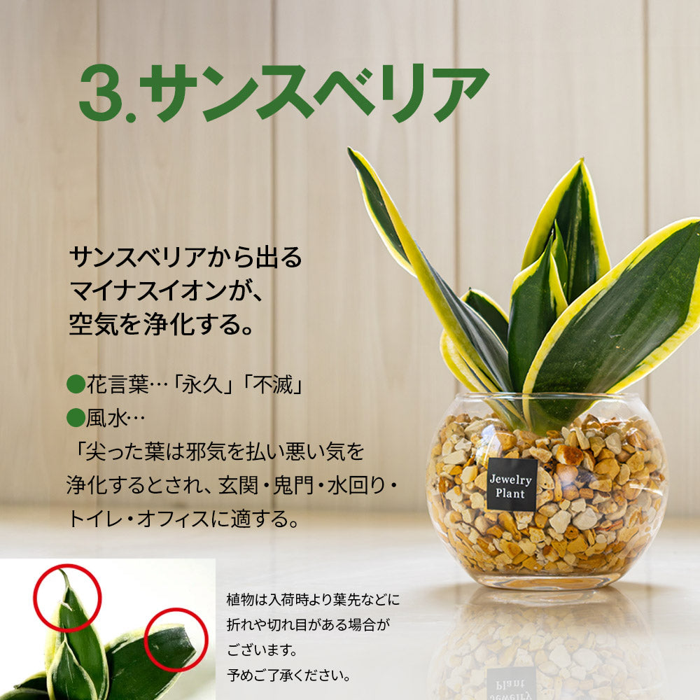 宝石のような観葉植物のお店 【Jewelry Plant】 お任せ2鉢セット