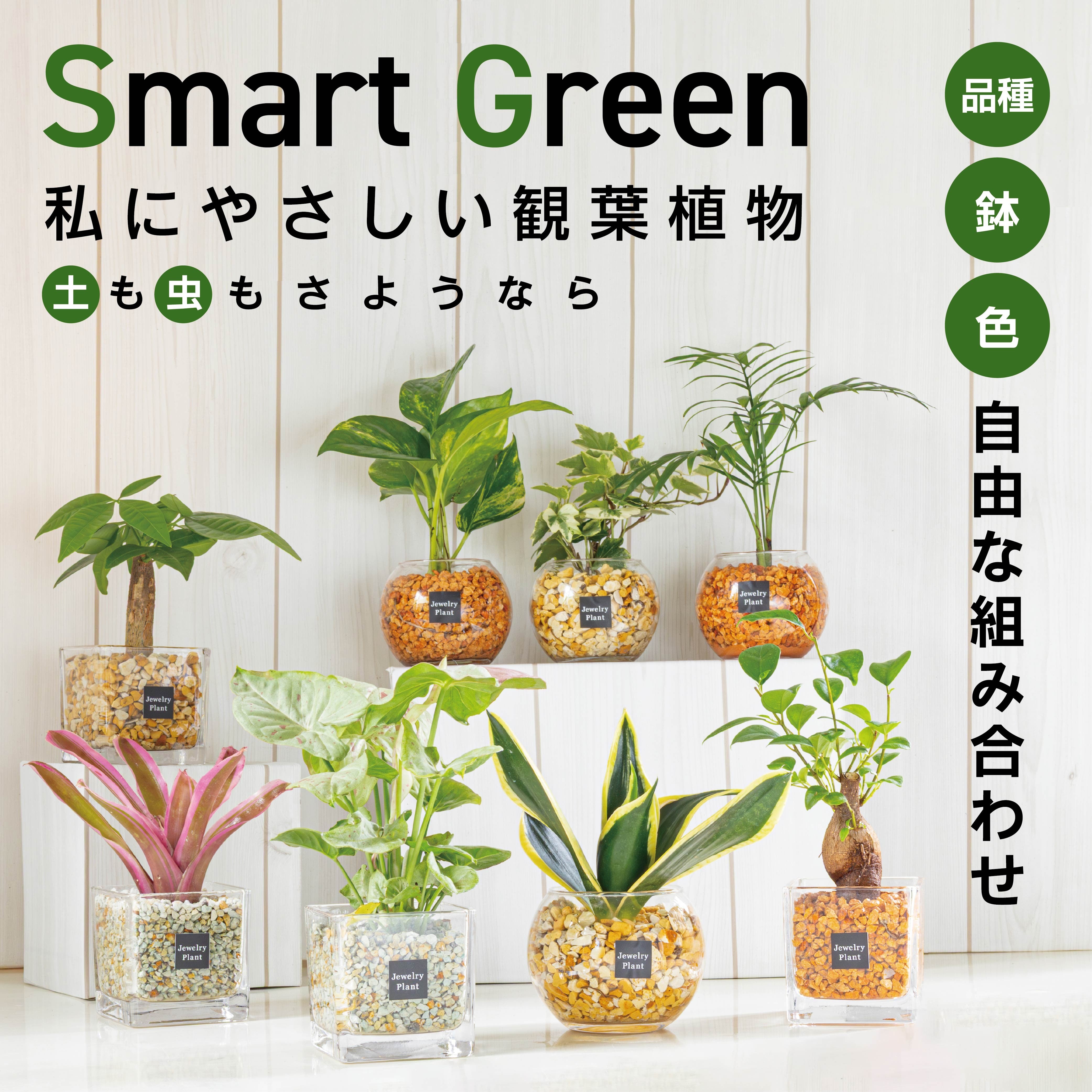 観葉植物 選べる 観葉植物xハイドロカルチャー ゼオライトプランツ