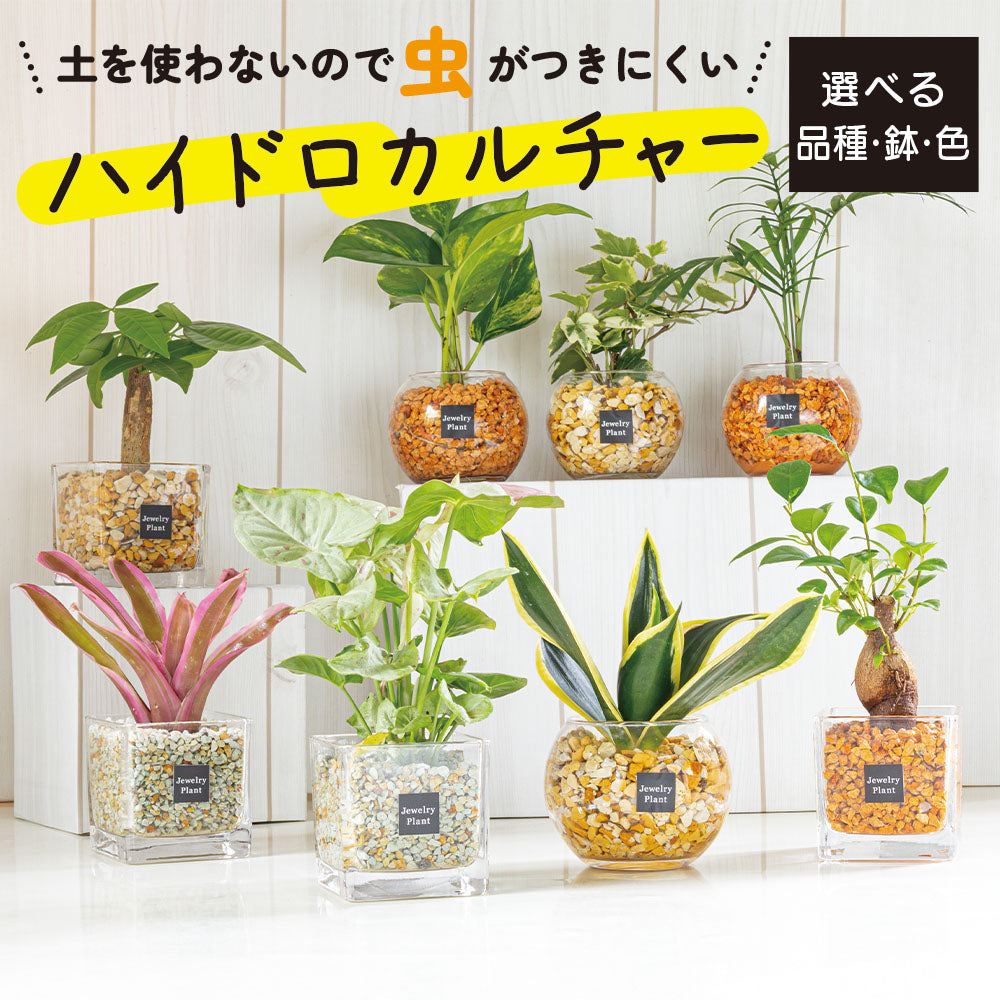 観葉植物 ガジュマル ハイドロカルチャー ベージュゼオライト(丸器)｜郵便