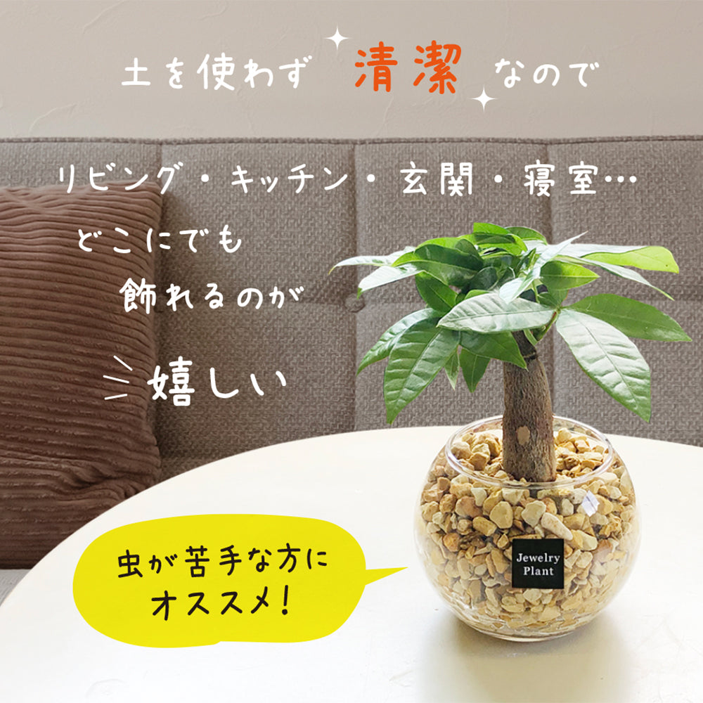 宝石のような観葉植物のお店 【Jewelry Plant】 3鉢セット 宝石のような観葉植物のお店 【Jewelry Plant】 3鉢セット