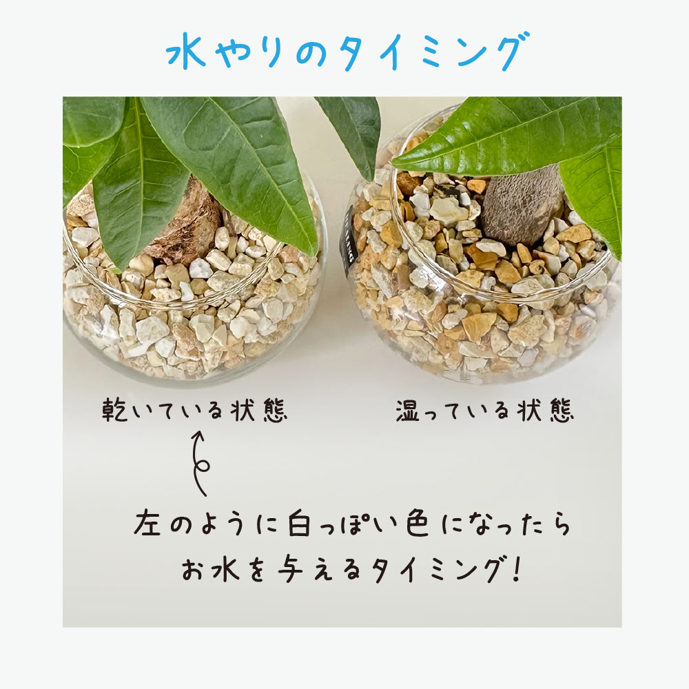 ハイドロカルチャー  オレンジゼオライト テーブルヤシ