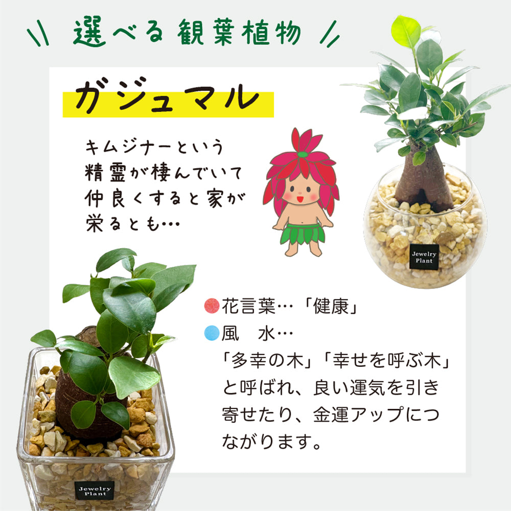 宝石のような観葉植物のお店 【Jewelry Plant】 3鉢セット