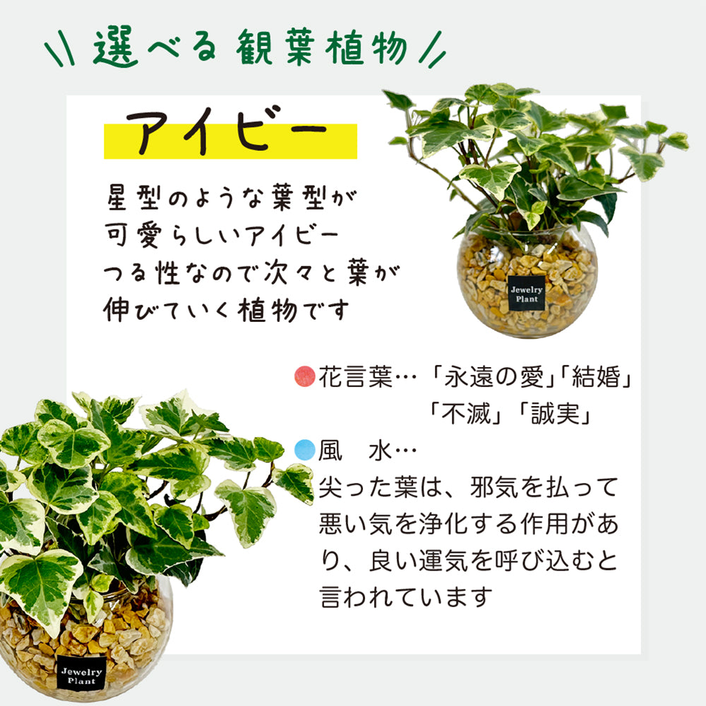 宝石のような観葉植物のお店 【Jewelry Plant】 お任せ2鉢セット 宝石のような観葉植物のお店 【Jewelry Plant】 お任せ2鉢セット