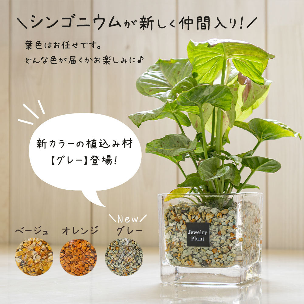 観葉植物　専用 楽天市場】観葉植物 ザミオクルカス ザミフォーリア 6号鉢苗