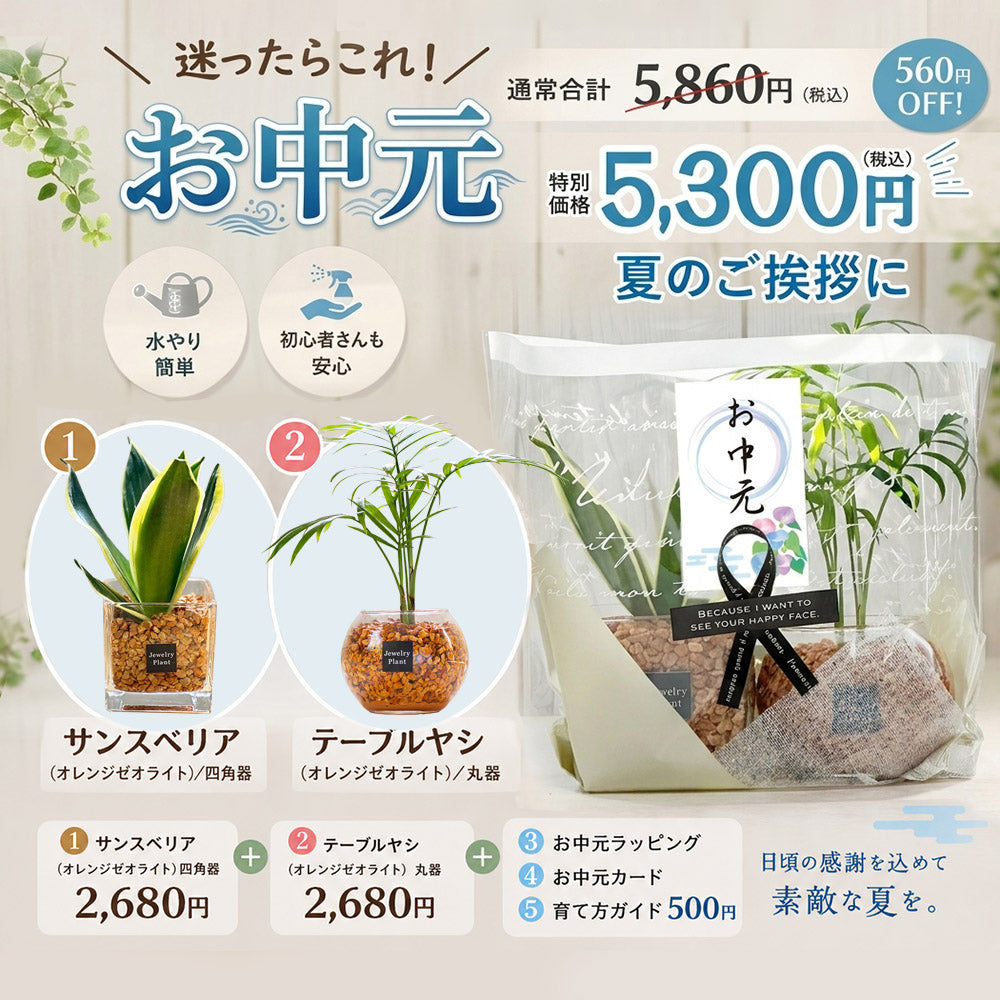 ハイドロカルチャー ゼオライト 選べる種類 ガジュマル サンスベリア パキラ テーブルヤシ シンゴニウム ペペロミア ポリシャス シェフレラ ドラセナ 送料別