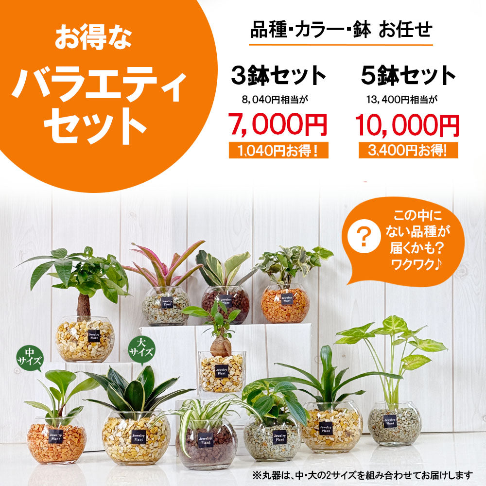 宝石のような観葉植物のお店 【Jewelry Plant】 お任せ2鉢セット