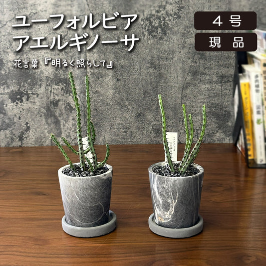 観葉植物 ユーフォルビア アエルギノーサ 4号 グレーマーブル陶器