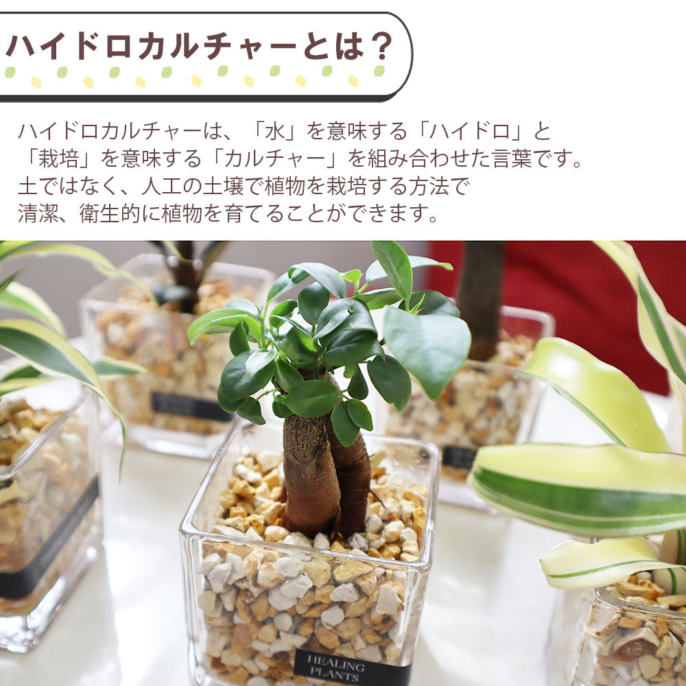 宝石のような観葉植物のお店 【Jewelry Plant】 お任せ2鉢セット