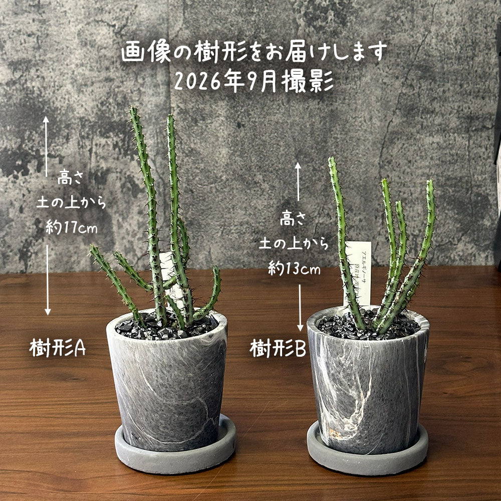 観葉植物 ユーフォルビア アエルギノーサ 4号 グレーマーブル陶器