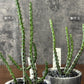 観葉植物 ユーフォルビア アエルギノーサ 4号 グレーマーブル陶器