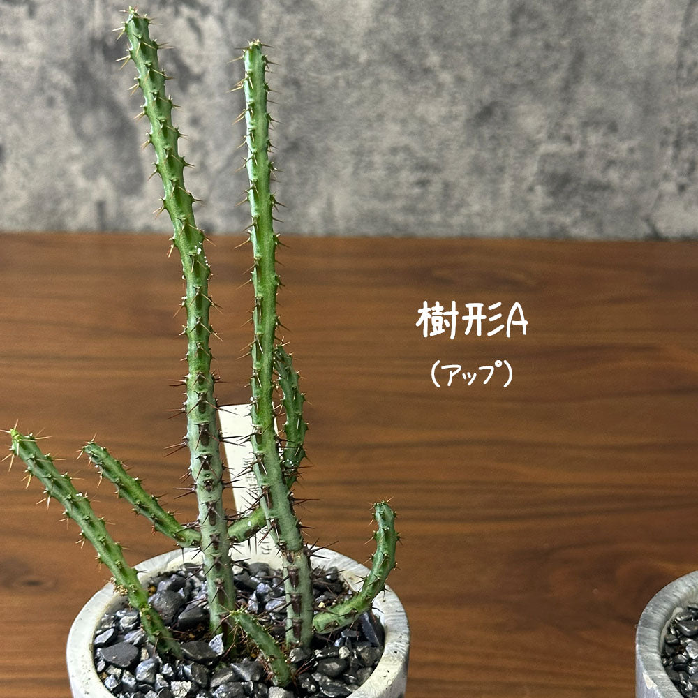 観葉植物 ユーフォルビア アエルギノーサ 4号 グレーマーブル陶器