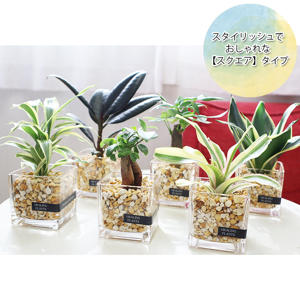 宝石のような観葉植物のお店 【Jewelry Plant】 お任せ2鉢セット