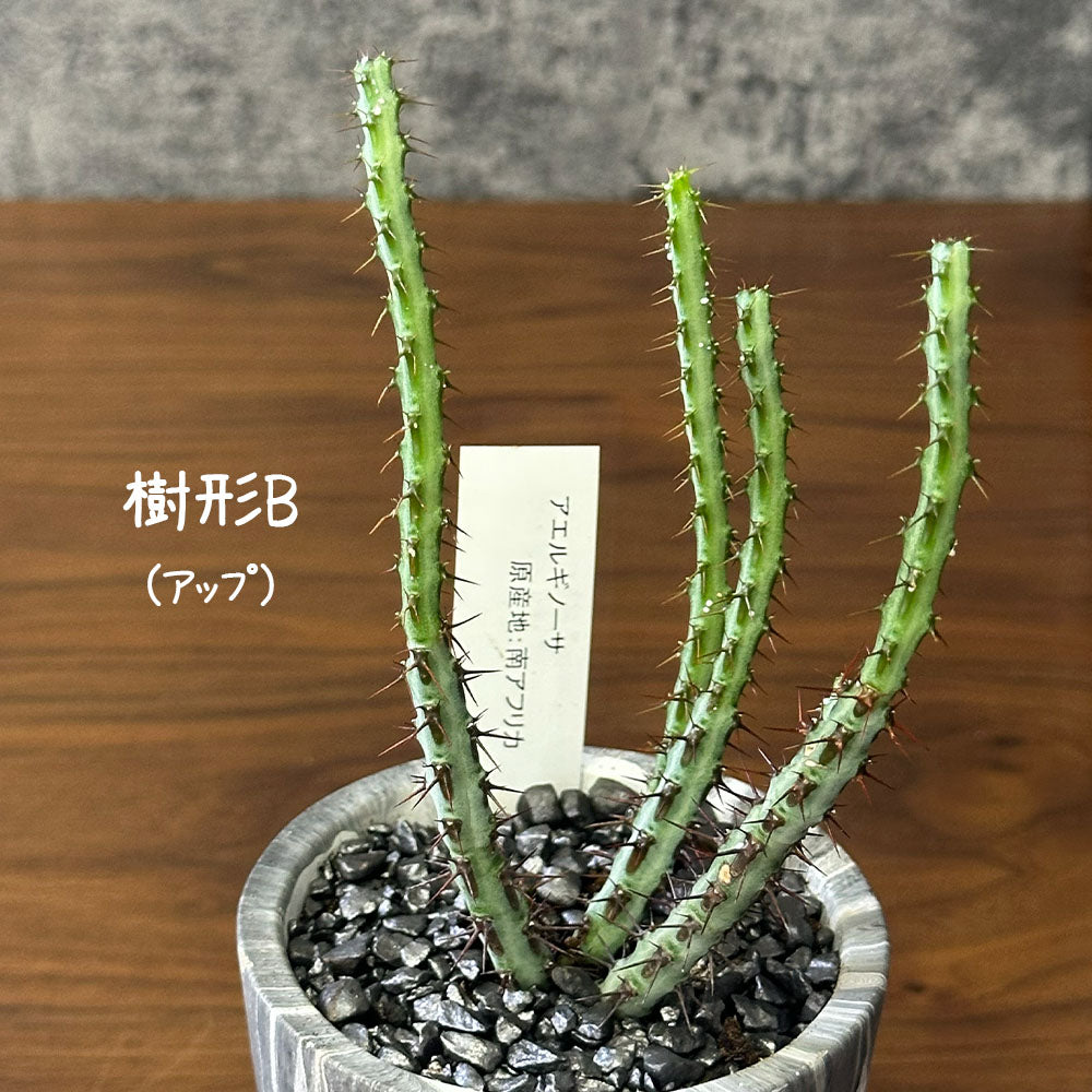 観葉植物 ユーフォルビア アエルギノーサ 4号 グレーマーブル陶器