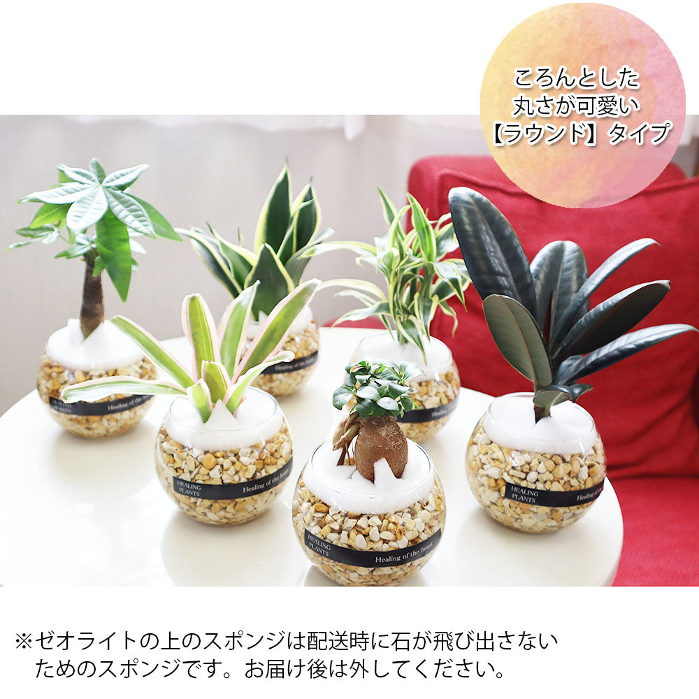 宝石のような観葉植物のお店 【Jewelry Plant】 お任せ2鉢セット