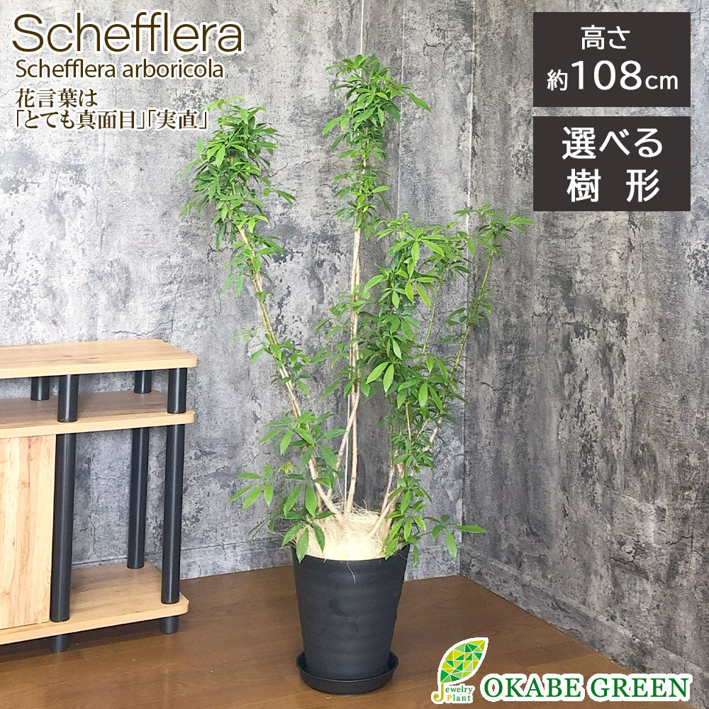 宝石のような観葉植物のお店 【Jewelry Plant】 シェフレラ ホンコン 