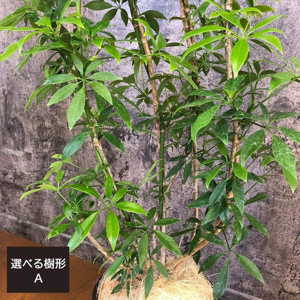 宝石のような観葉植物のお店 【Jewelry Plant】 シェフレラ