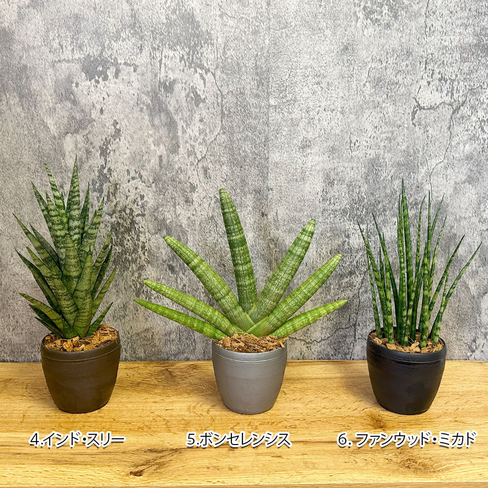 宝石のような観葉植物のお店 【Jewelry Plant】 サンスベリア 小さい 