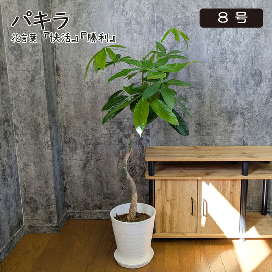 観葉植物 大型 パキラ 幹曲がり 8号 白セラアート鉢 送料無料 [白7]
