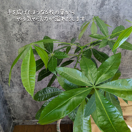 観葉植物 大型 パキラ 幹曲がり 8号 白セラアート鉢 送料別 [白7]