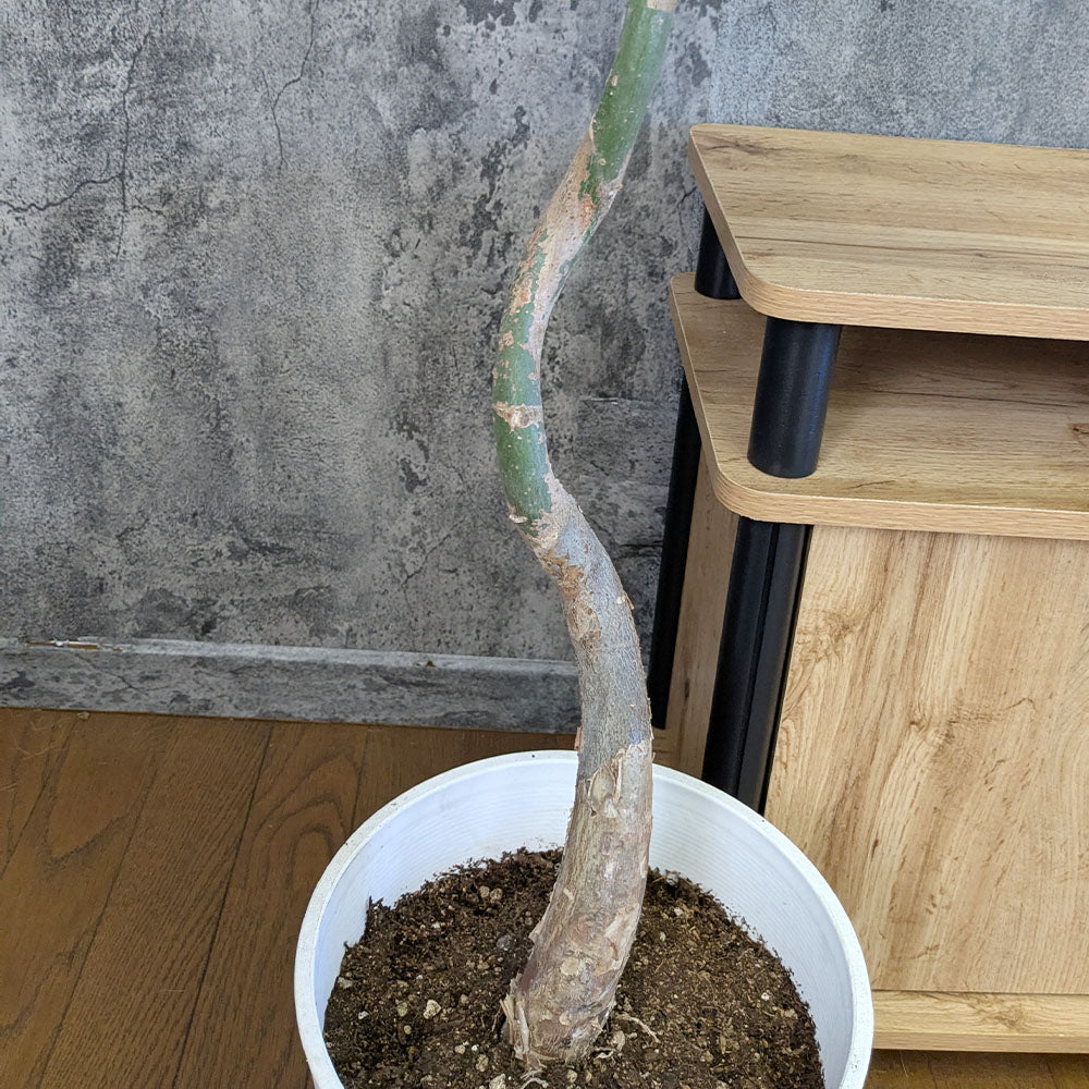 観葉植物 大型 パキラ 幹曲がり 8号 白セラアート鉢 送料無料 [白7]