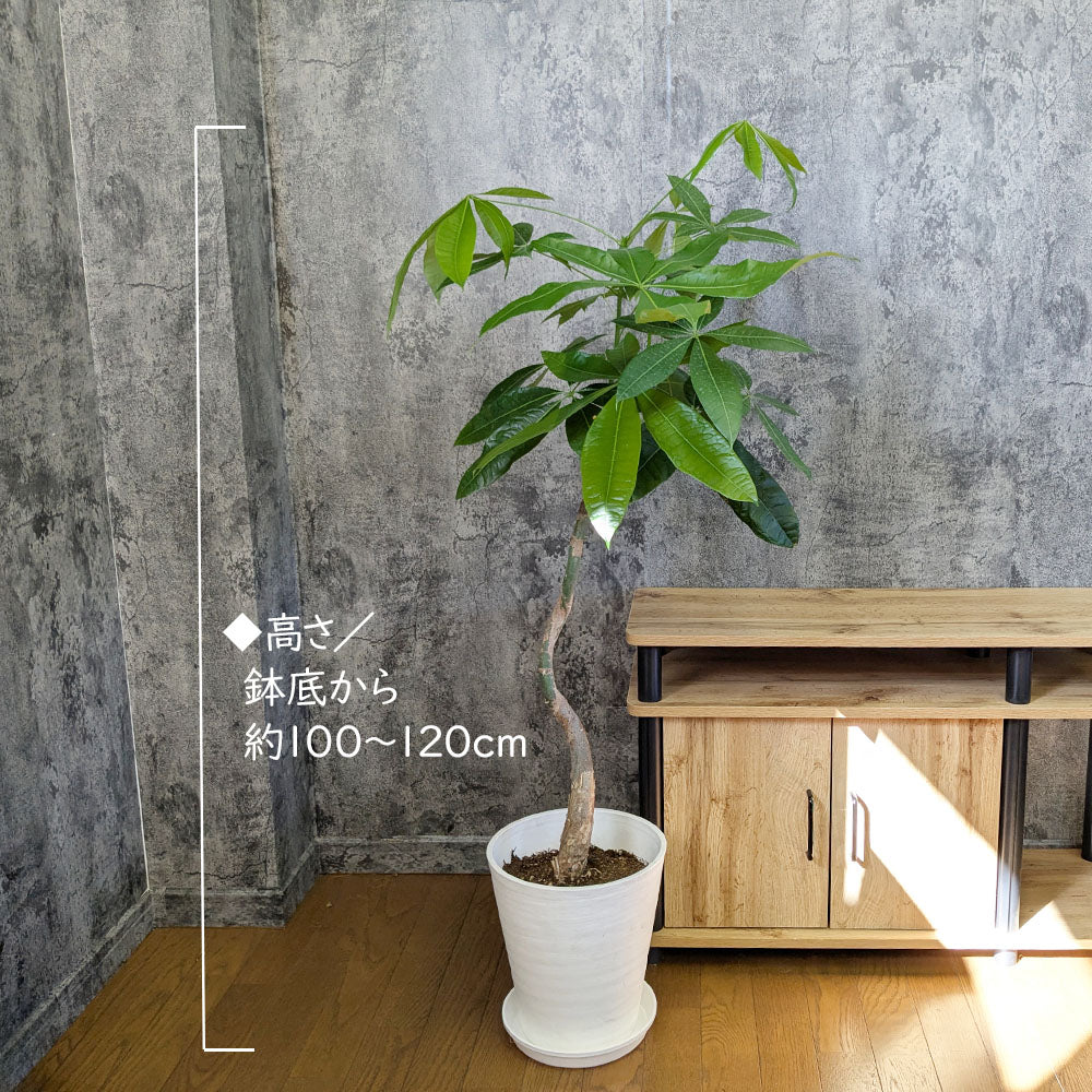 観葉植物 大型 パキラ 幹曲がり 8号 白セラアート鉢 送料無料 [白7]