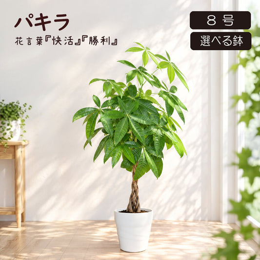 観葉植物 大型 パキラ 8号 選べる陶器鉢 送料無料