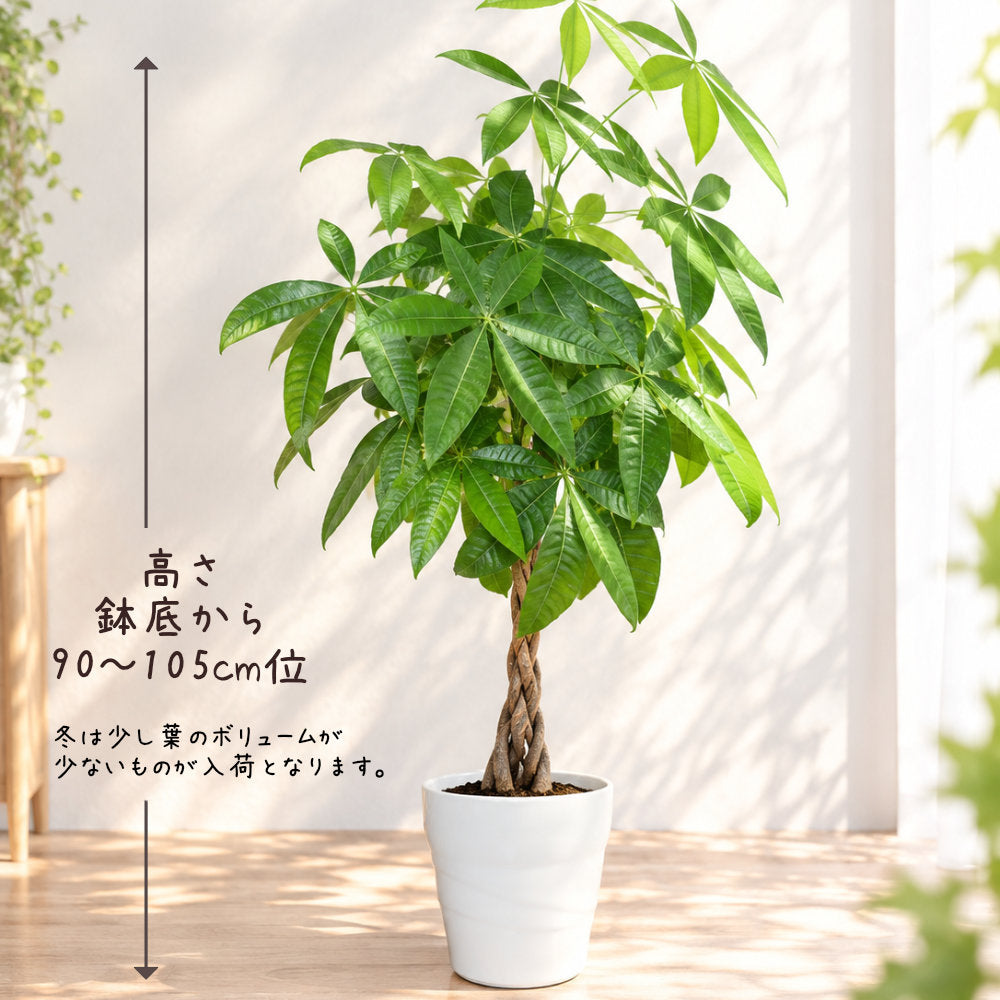 観葉植物 大型 パキラ 8号 選べる陶器鉢 送料無料