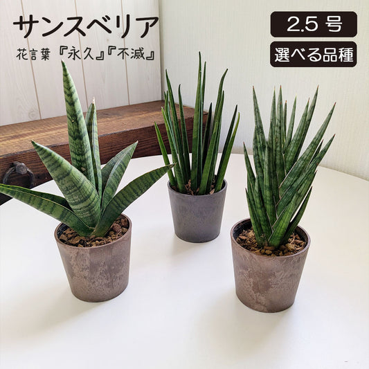 サンスベリア 選べる品種 2.5号 ミニ プラスチック鉢 送料無料