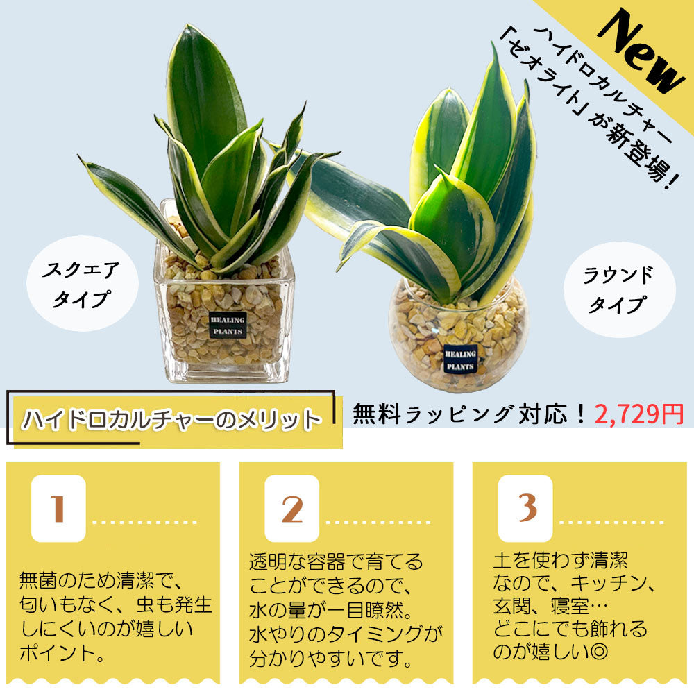 宝石のような観葉植物のお店 【Jewelry Plant】 サンスベリア 小さい 3.5号 選べる品種 ボンセレンシス フランシー グラシリス  バキュラリス – Jewelry Plant online